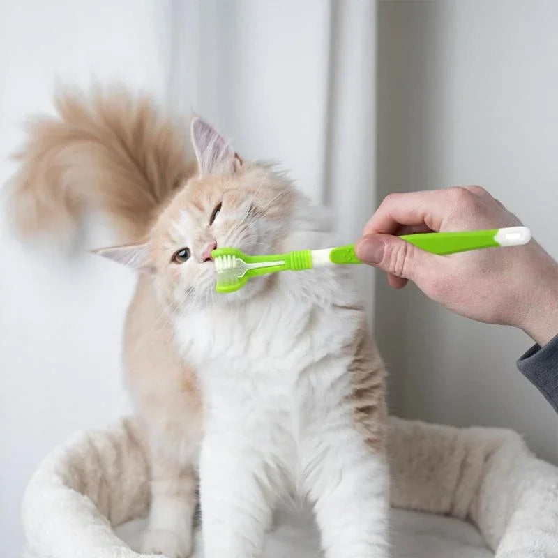 Green 3-sided pet toothbrush being used on a cat for dental care and tartar removal