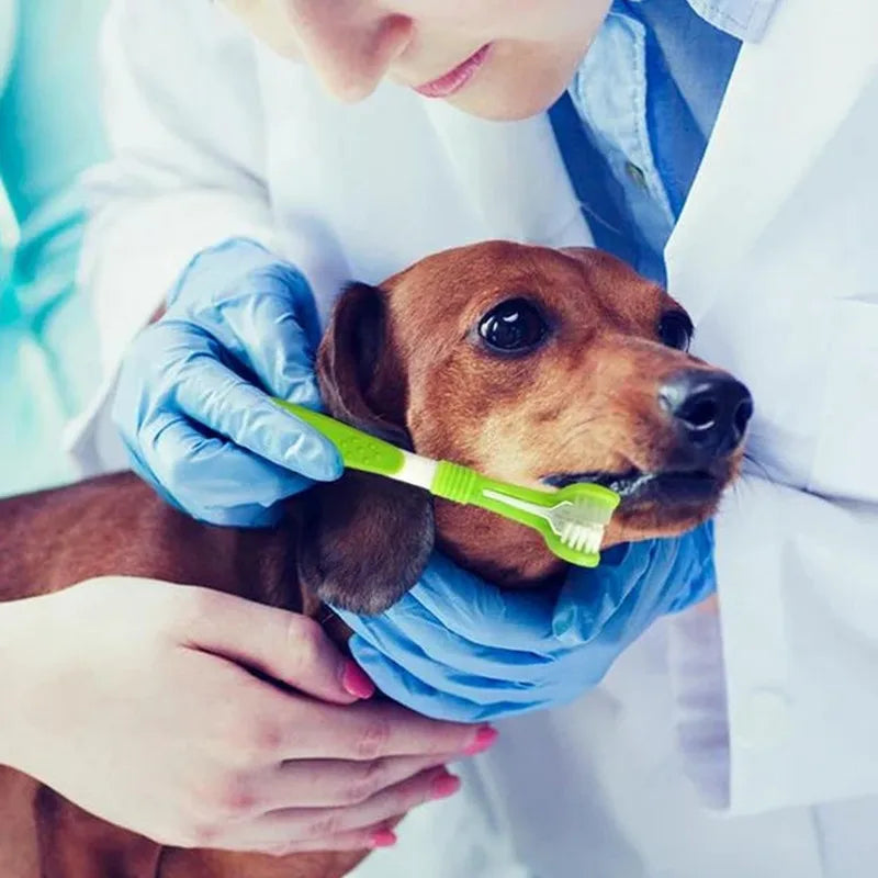 Green 3-sided pet toothbrush being used on a dog for dental care and tartar removal