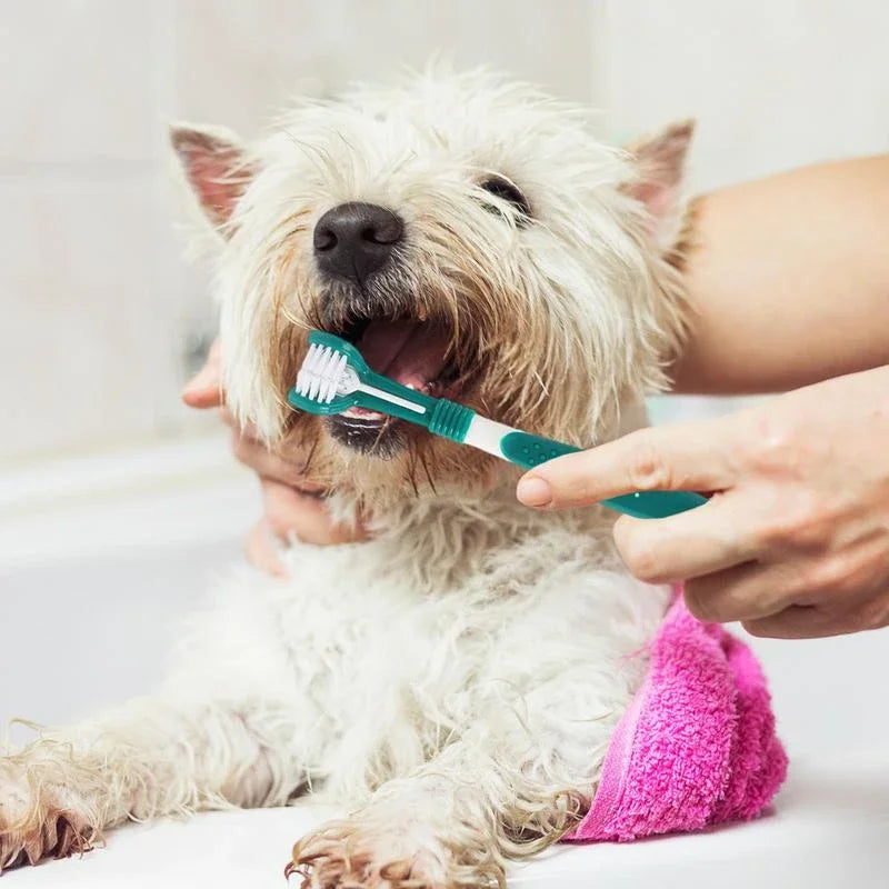 Green 3-sided pet toothbrush being used on a small dog for dental care and tartar removal